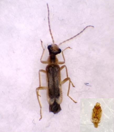 Malthinus fasciatus